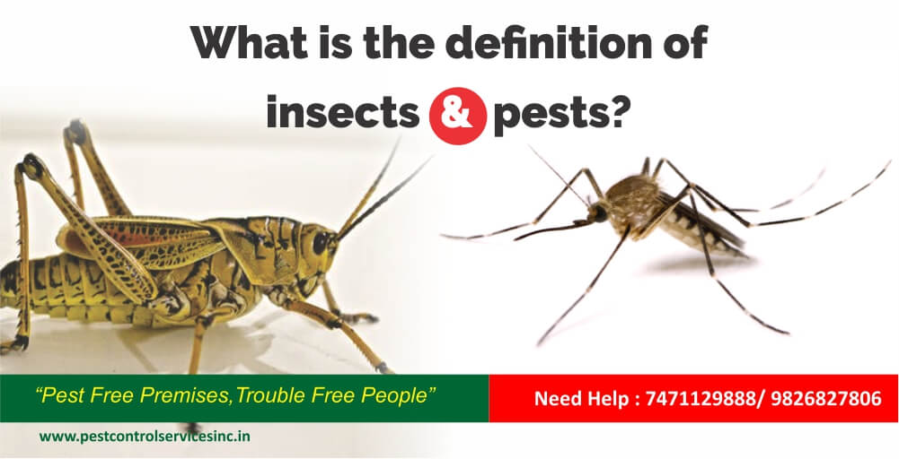 food diseases caused by insecticides and pesticides