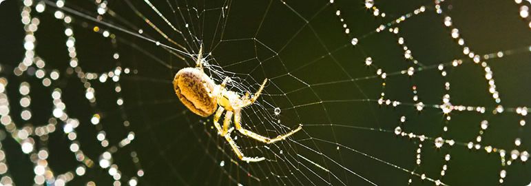 spider control services