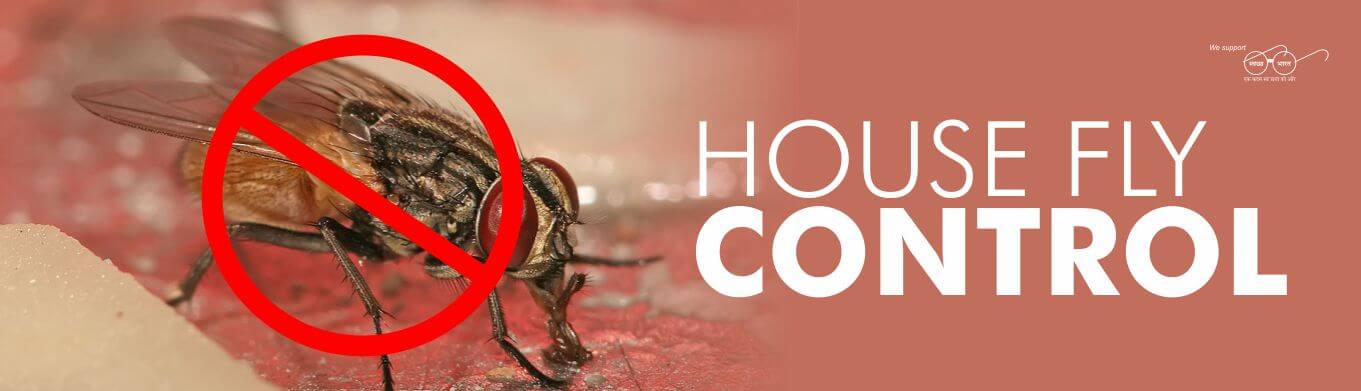 HOUSE FLY CONTROL