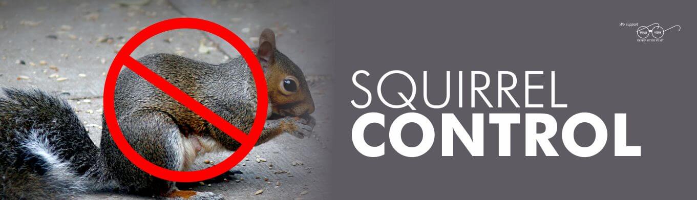 squirrel pest control services