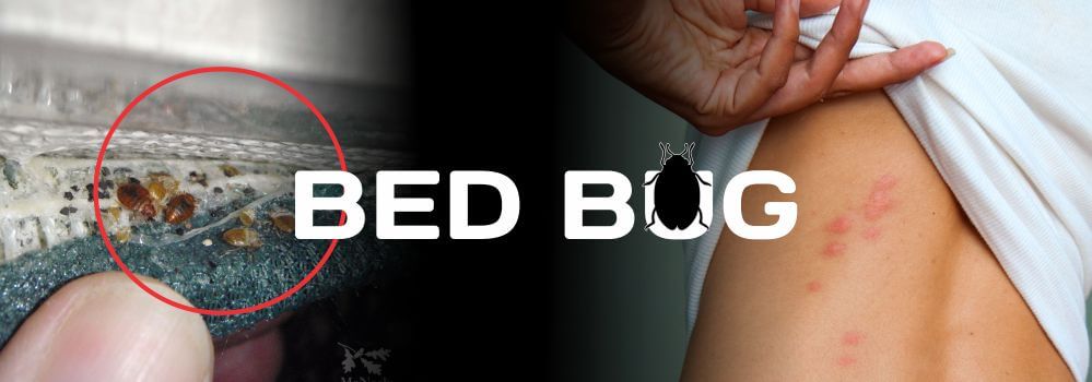 bed bug control and treatment
