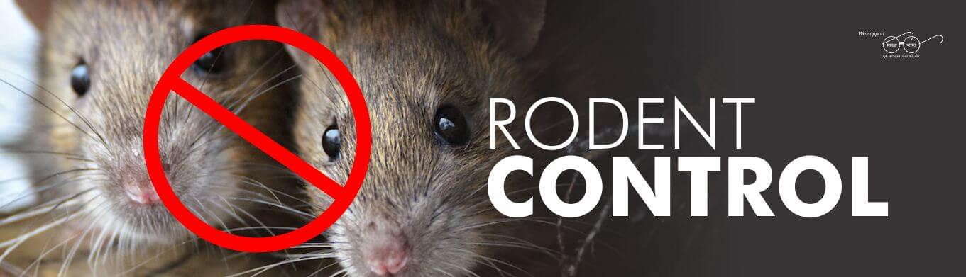 Rodent Pest control Services