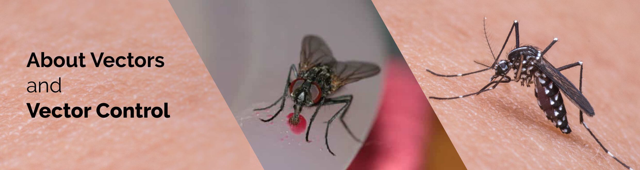 About Vectors and Vector Control service in Indore, MP, India