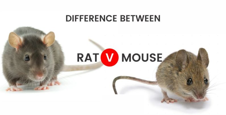 DIFFERENCE RAT AND MOUSE