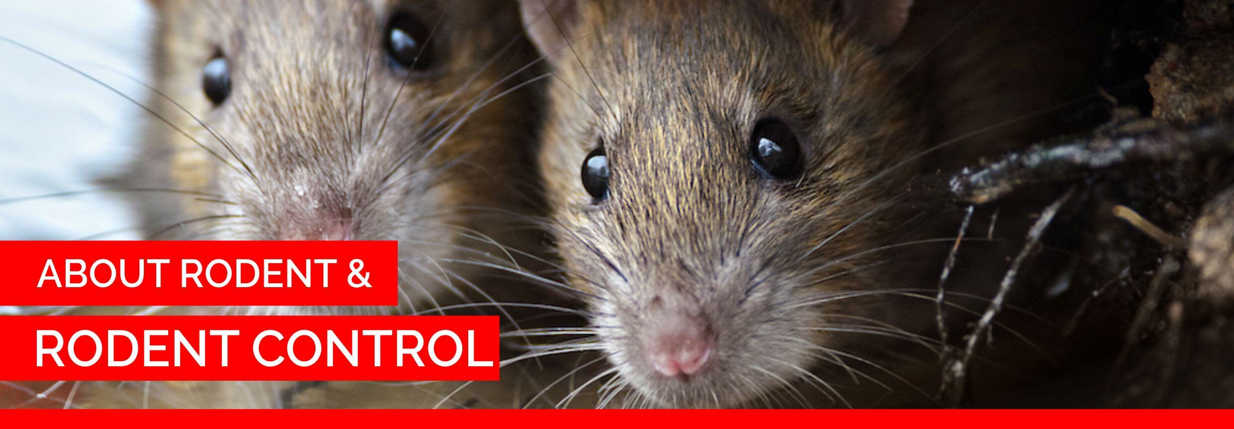 about rodent and rodent control