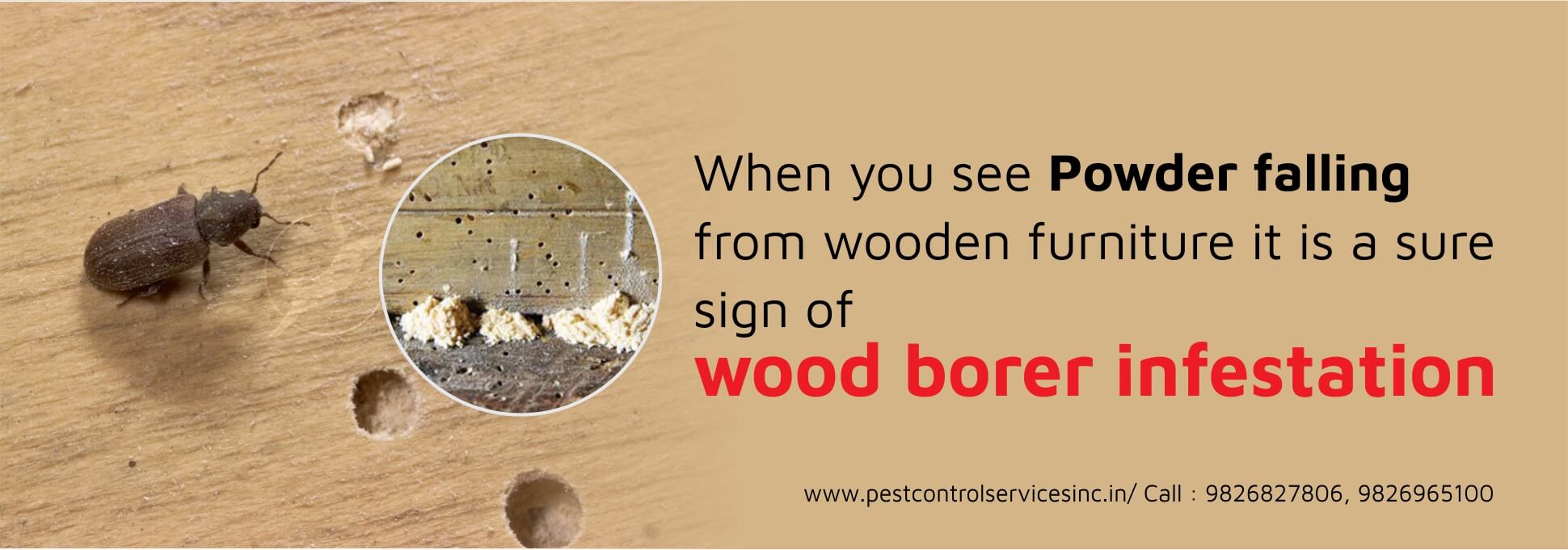 wood borer pest control service