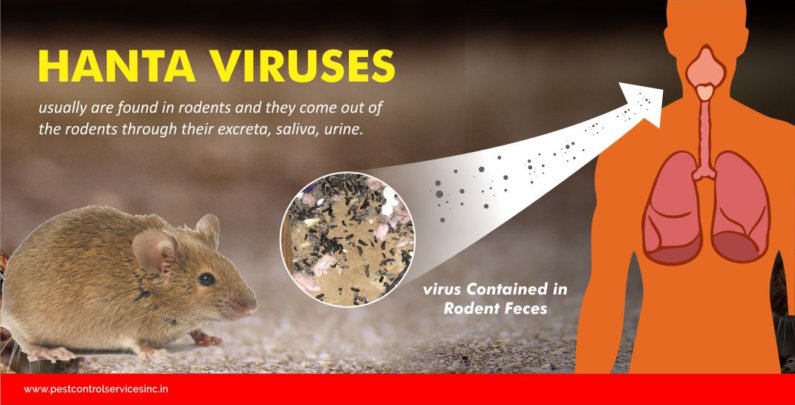 hanta virus, rodent control