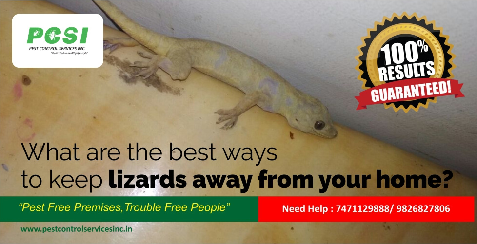 What are the best ways to keep lizards away from your home?
