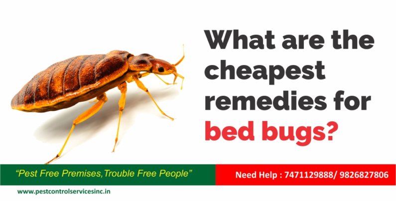 bed bug control