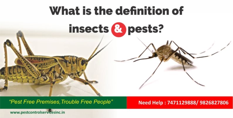 What is the definition of insects and pests?