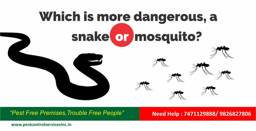 Which is more dangerous, a snake or mosquito? | PEST CONTROL IN INDORE