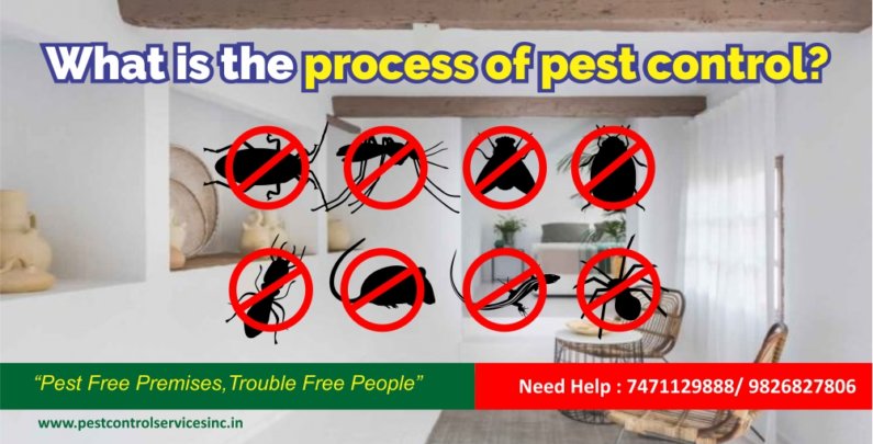 What is the process of pest control service.