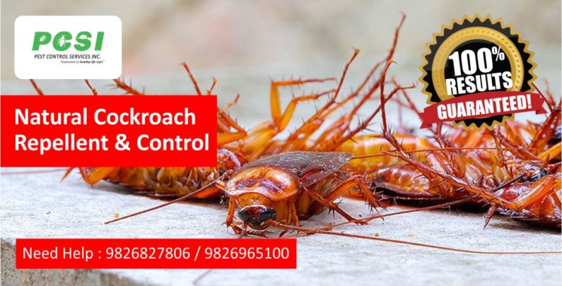Natural Cockroach Repellent and Control