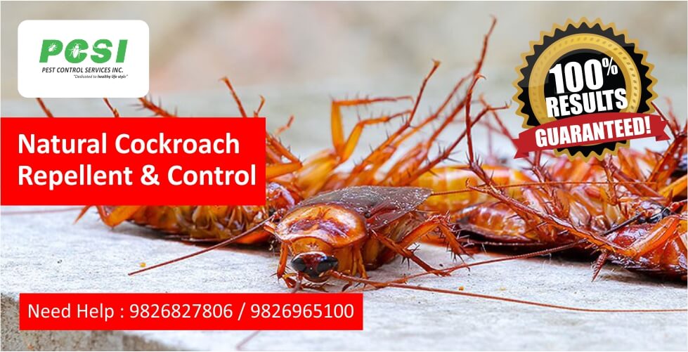 Natural Cockroach Repellent and Control