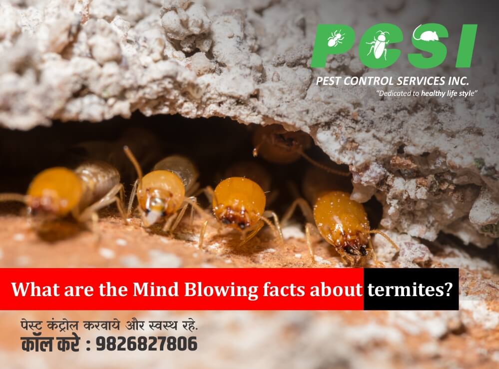 facts about termites, termite control,